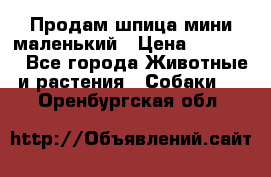 Продам шпица мини маленький › Цена ­ 15 000 - Все города Животные и растения » Собаки   . Оренбургская обл.